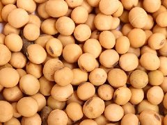 2023年大豆主要病虫害防控技术方案